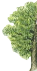 Kastanie (Copyright: Parey-Verlag, siehe unten)