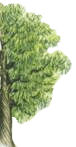Kastanie (Copyright: Parey-Verlag, siehe unten)